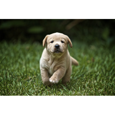 " Labrador Retriever Puppy Running "