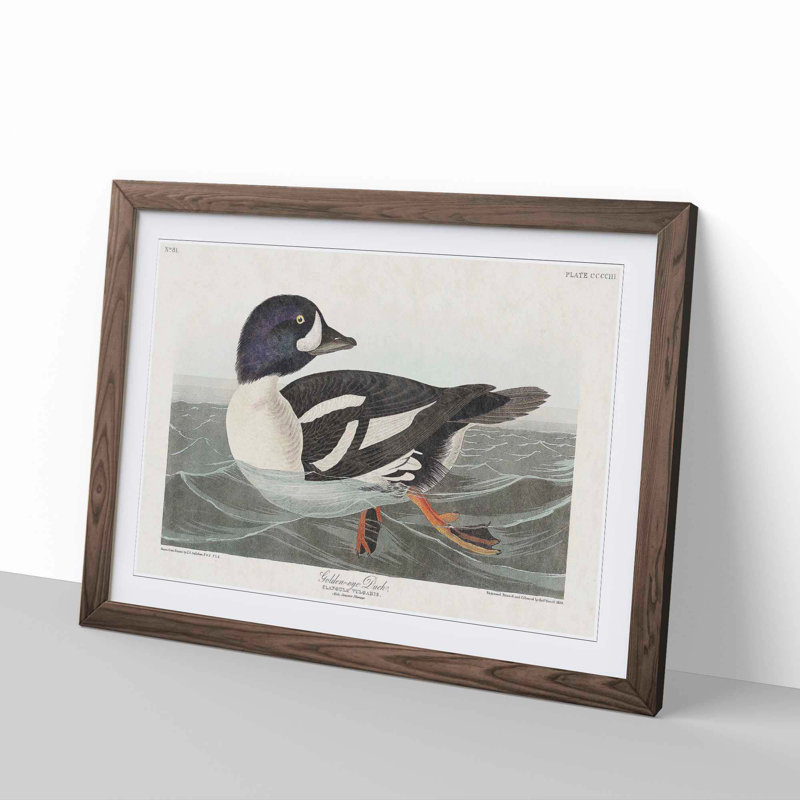 Golden-Eye Duck by John James Audubon - Picture Frame Art Print, Walnut Framed, 27cm H x 36cm W x 2cm D