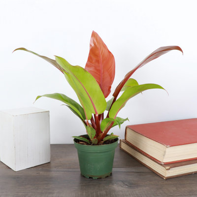 Live Prince of Orange Philodendron Plant