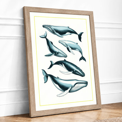 Whale Species Study Botanical - Framed Print
