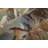 Jerene Area Rug-592271335