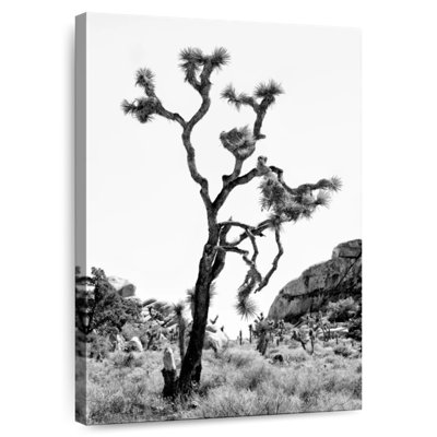 Harnek, Californie, noir, Joshua Tree