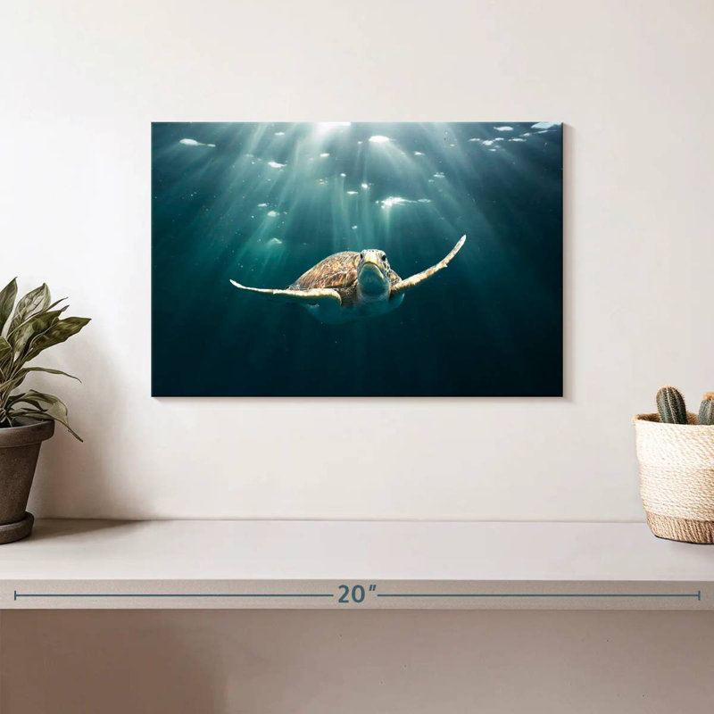 Brampt Red Sea Green Turtle, 8'' H X 12'' W