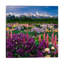 Iris & Lupine Field, Grand Teton National Park, Teton County, Wyoming, Usa by Adam Jones - Print on Canvas-1440893170-1381212179