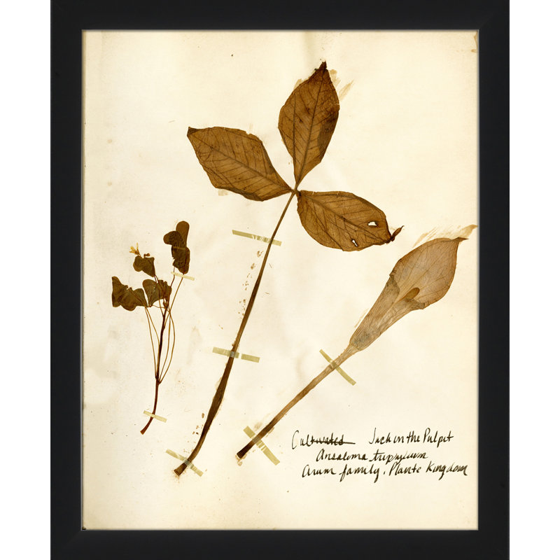 Pressed Botanical 20 Print