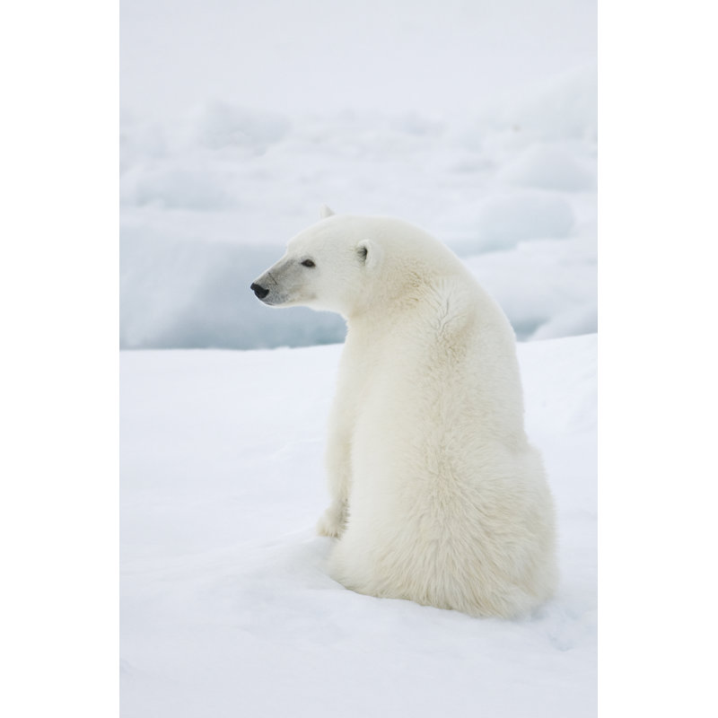 Polar bear, 30cm H x 20cm W