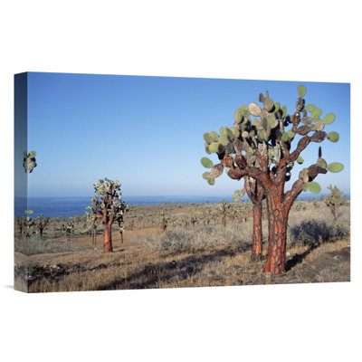 " Opuntia Cactus Forest, Santa Fe Island, Galapagos Islands, Ecuador "