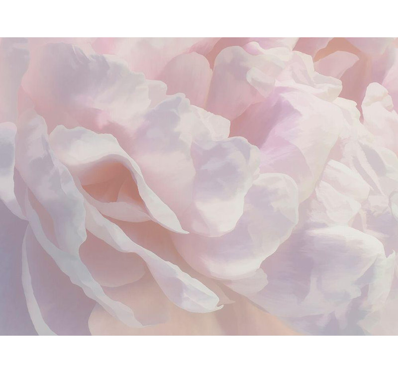 Art sur toile tendu Lark Manor ™ Pollard, David, Peony Pink Blush III, H 28 po x l 36 po