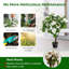 Alician 105cm Tree in Pot-461332498