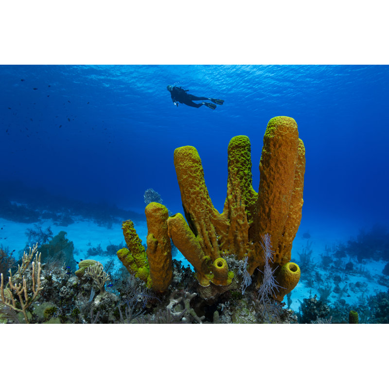 Yellow Tube Sponge And Diver by Global_Pics - Wrapped Canvas Print, 61cm H x 91cm W x 3.8cm D
