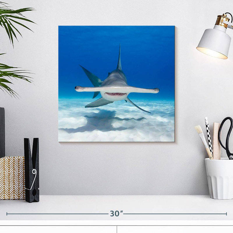 Albern Hammerhead Shark Swimming, 16" H x 16" W