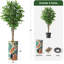 75 plantes-97992055