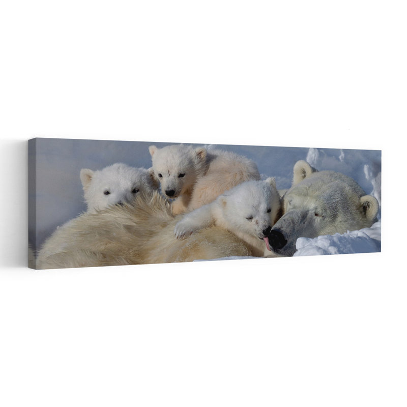 Cuddling Polar Bear Family by Phillip Chang - Wrapped Canvas Panoramic Print, 30.48 cm H x 91.44 cm W