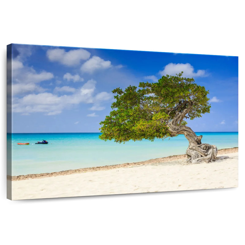 Arbre Aruba Gillard Divi Divi, H 26 po x l 39 po