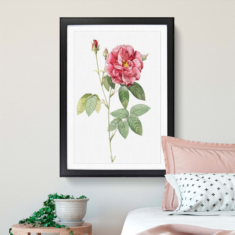 French Rose by Pierre-Joseph Redoute - Framed Print, 65cm H x 48cm W x 2cm D, Black Framed