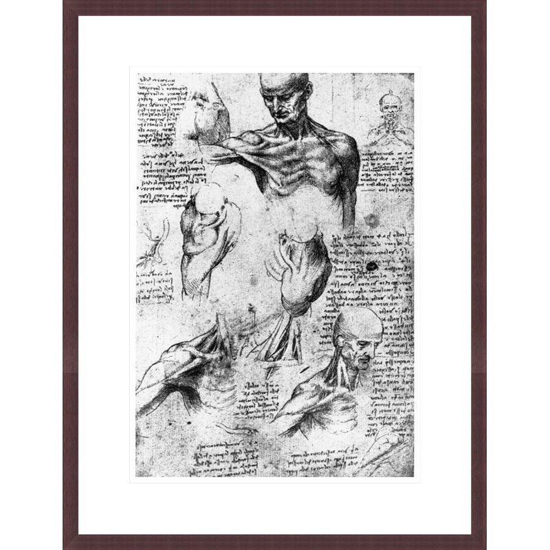 Drawing of anatomical studies by Leonardo da Vinci -Framed Giclee Print, H 21,75 po x l 16,77 po
