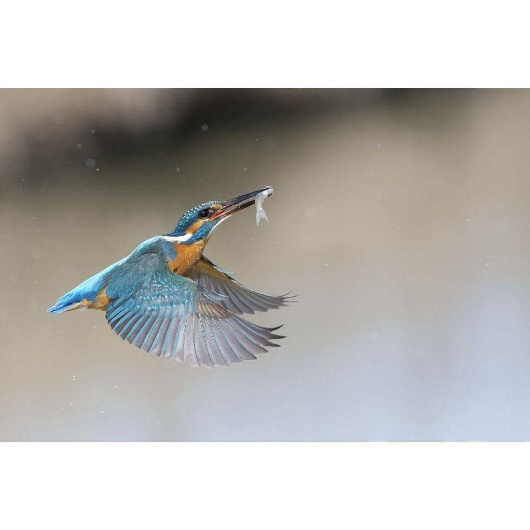 Eisvogel Fischen von Mauribo - Kunstdrucke auf Leinwand