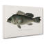 Sea Bass Fish by Sherman F. Denton - Wrapped Canvas Painting Print-55323640
