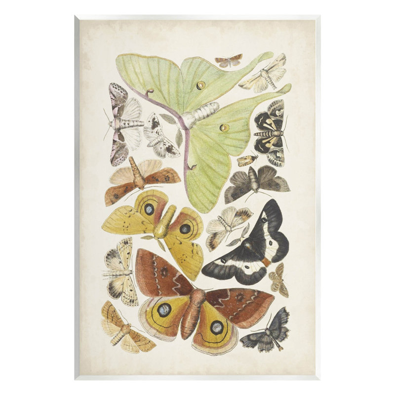 Art varié de diverses espèces d'insectes, art mural par World Art Group, H 15 po x l 10 po x P 0,5 po