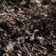 Petrey Indoor Rug