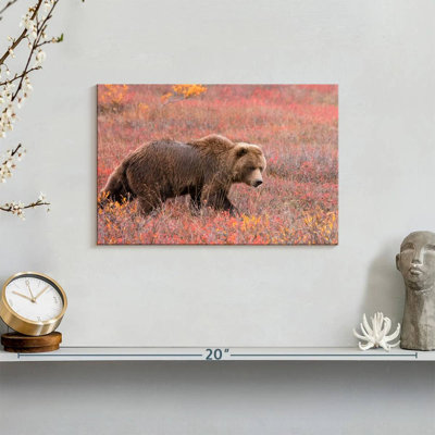 Ours grizzly Brampt