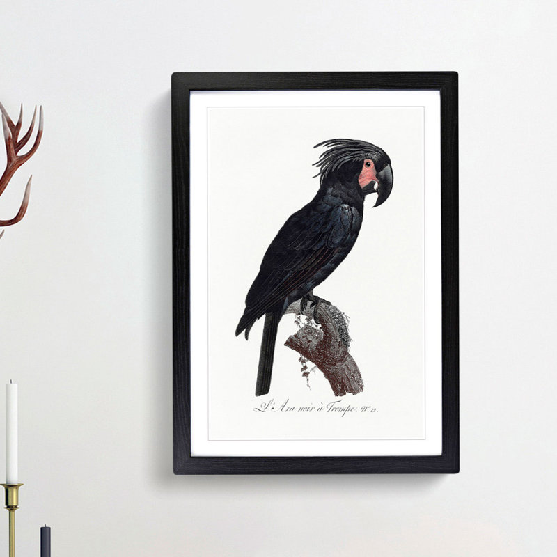 Palm Cockatoo by F. Levaillant - Picture Frame Painting Print, 36cm H x 27cm W x 2cm D, Black Framed