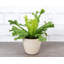 3 Piece Pet Safe Houseplant Set