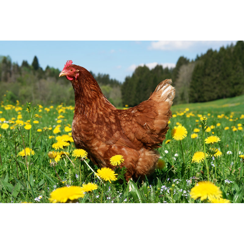 Free Range Hen in a Beautiful Spring Meadow - Wrapped Canvas Photograph, 20cm H x 30cm W