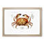 Crab by Albert I - Picture Frame Painting Print-55510358-55510360