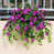 Purple red Morning glory