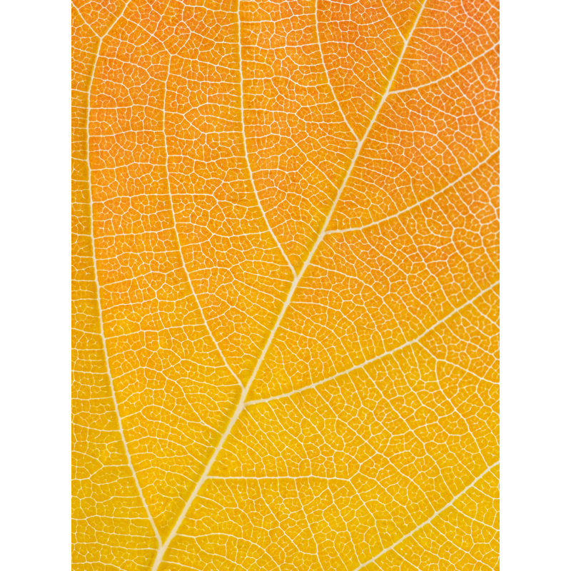 Autumn Leaf by Philippe Monthoux, Black Framed Canvas, 32" H x 24" W