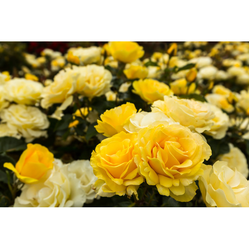 " Yellow Roses ", 12" H x 18" W  