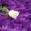 Tapis de couleur unie en fausse peau de mouton de couleur unie Blatherwick-87293600