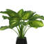 Hosta Plant