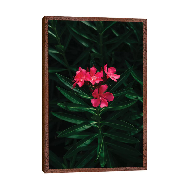 Florida Blooms by Bethany Young - Print on Canvas, 101.6cm H x 66.04cm W x 3.81cm D, Classic Brown Wood Framed