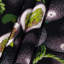 Tapisserie murale «Fruit Granadilla»-133645735