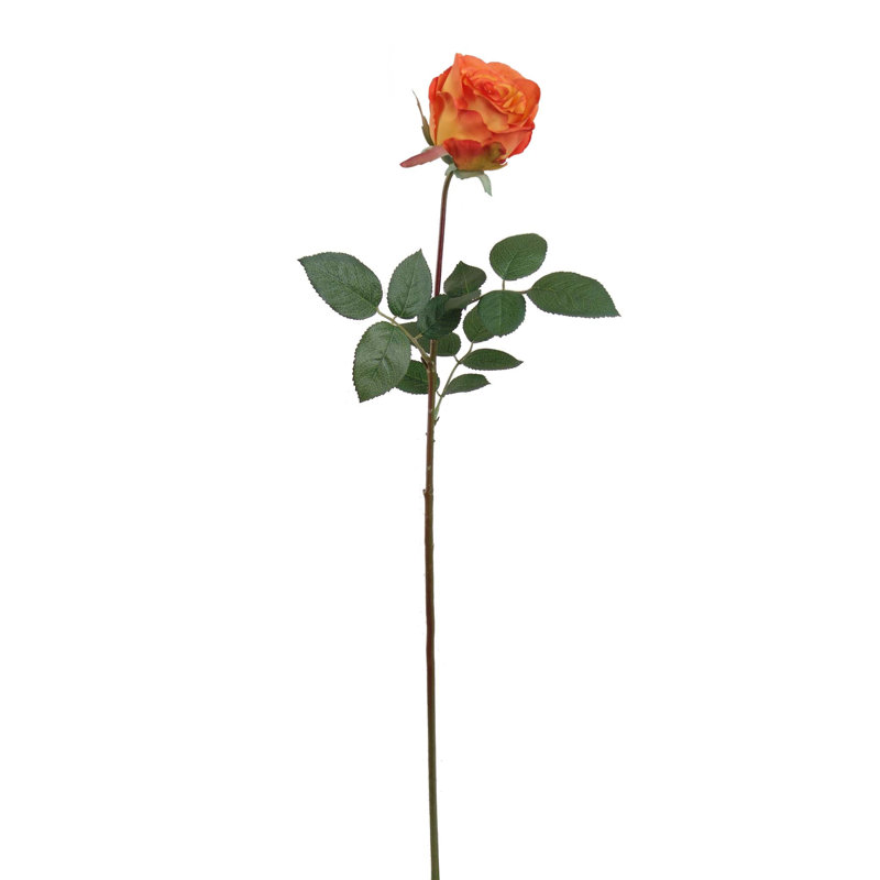 Tige de roses, Champagne, 2