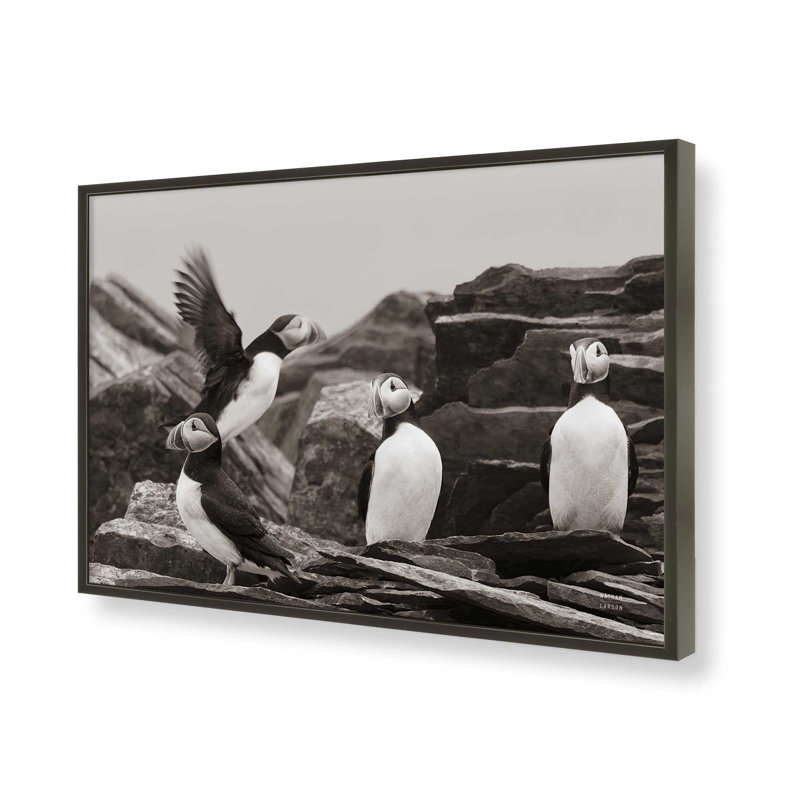 «Atlantic Puffin Colony BW» par Nathan Larson, reproduction d'art, L 48 x H 32, Noir, Framed Print