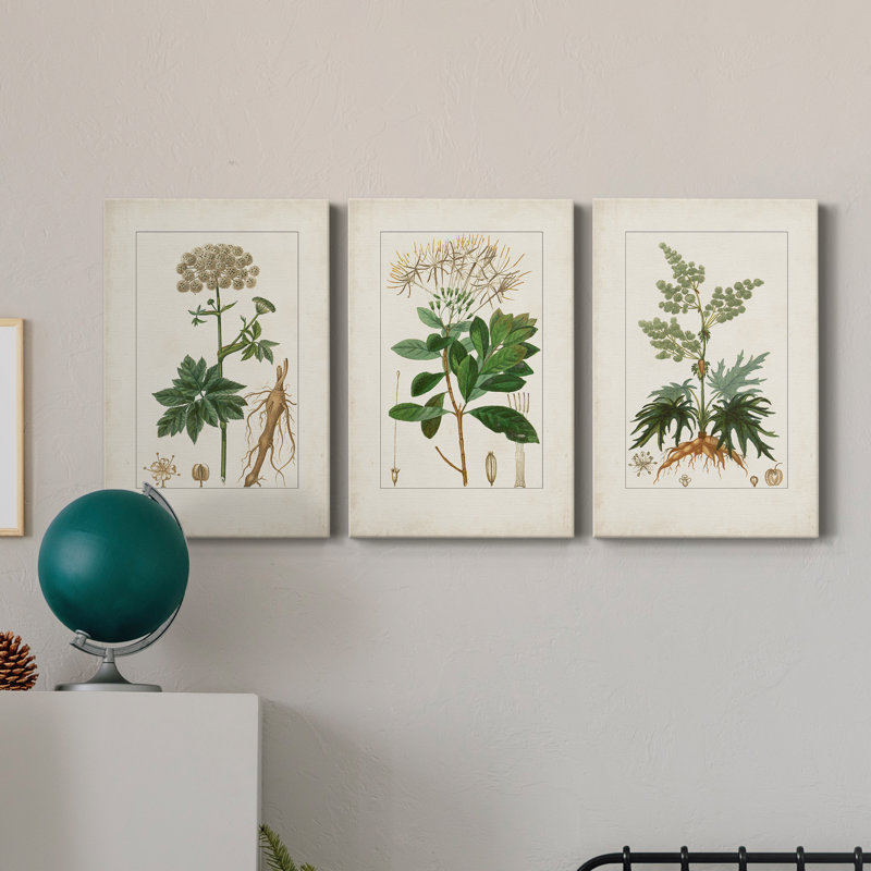 Antique Turpin Botanical I - ensemble de 3 impressions sur toile tendue, H 18 po x l 36 po x P 1 po