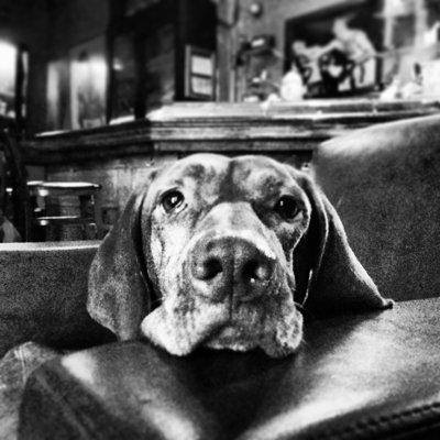 Chelcey hongrois Vizsla par Elizabeth Lippman