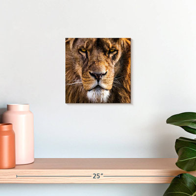 Tête de lion Brampt Regal