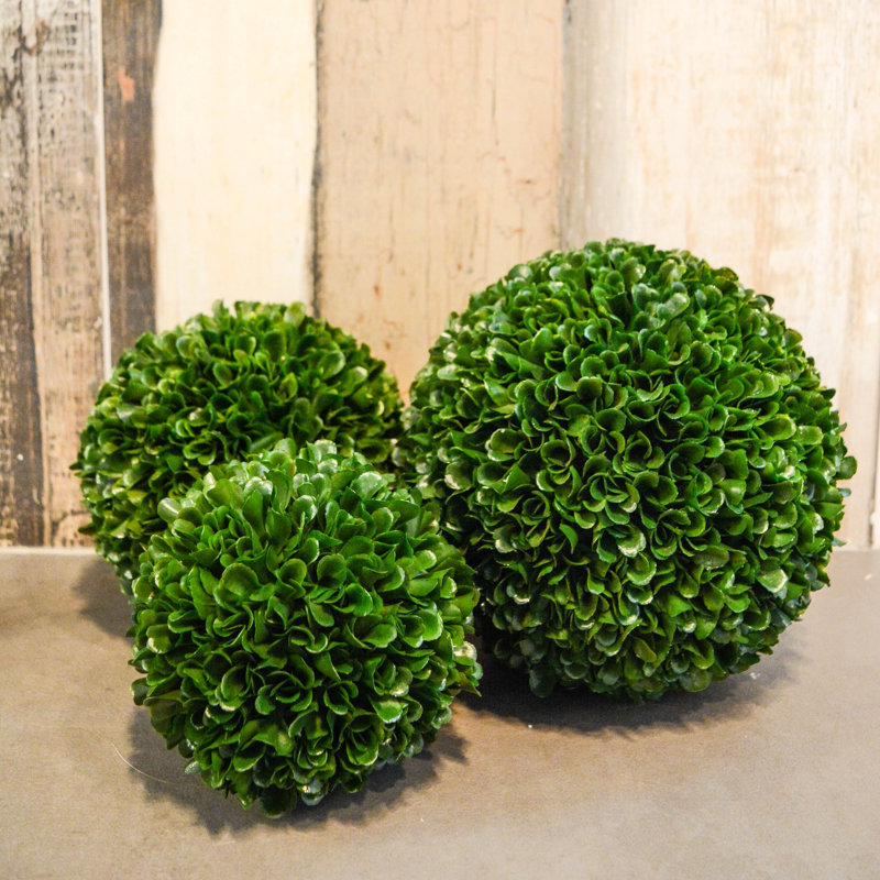 Buis de plantes en faux conserve