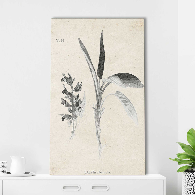 Latine botanique II par Janice Gaynor - impression, Toile tendue, H 30 po x l 18 po x P 1 po