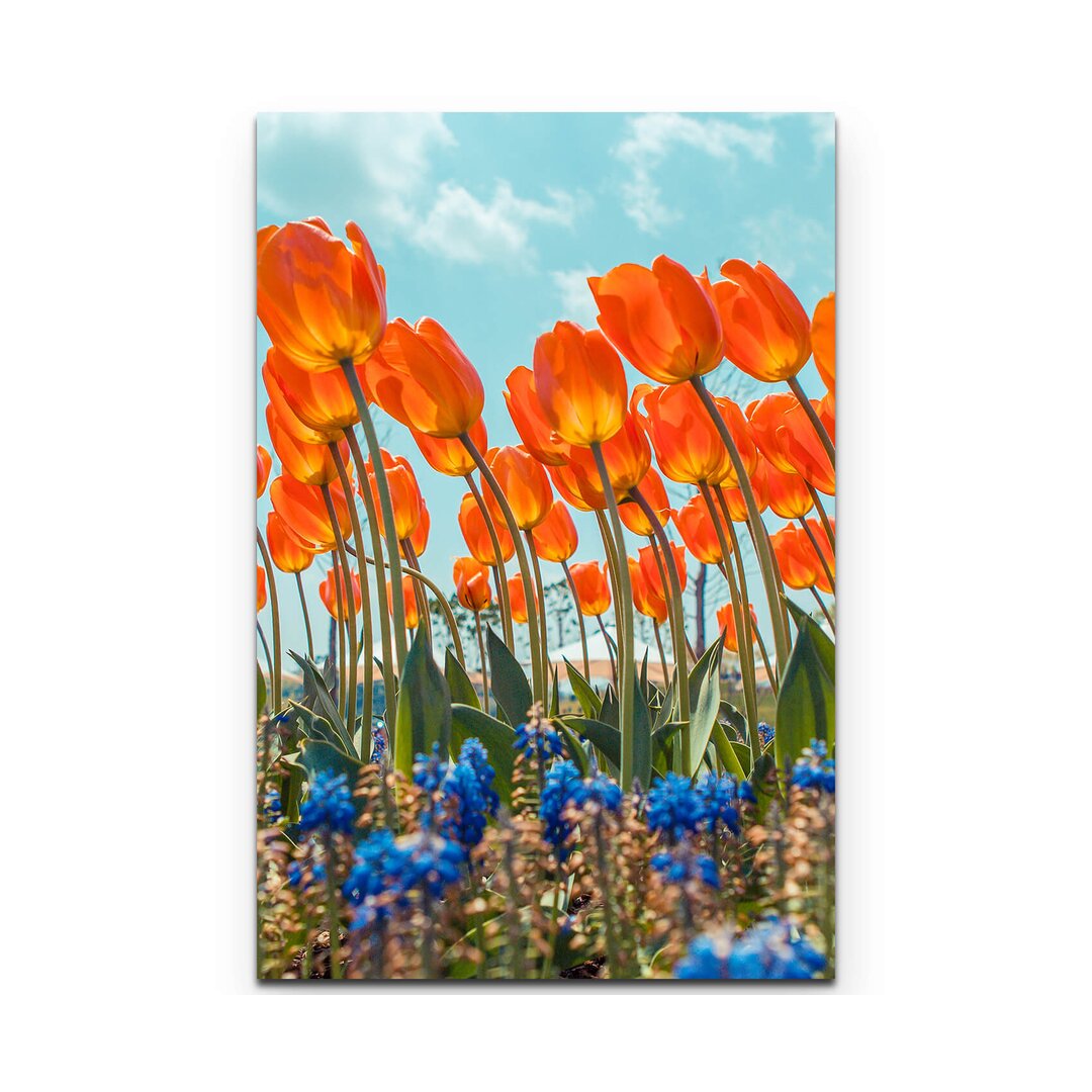 Leinwandbild Orange Tulpen mit Traubenhyazinthen