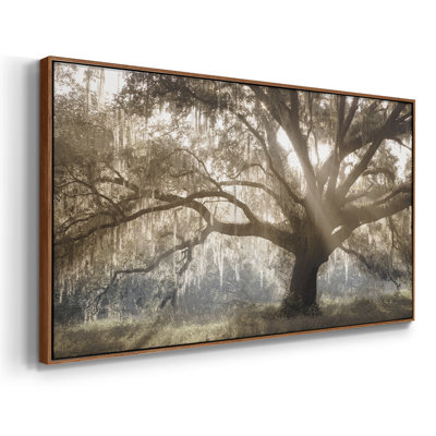 Virginia Oak- Framed Gallery Wrapped Canvas -Ready to Hang