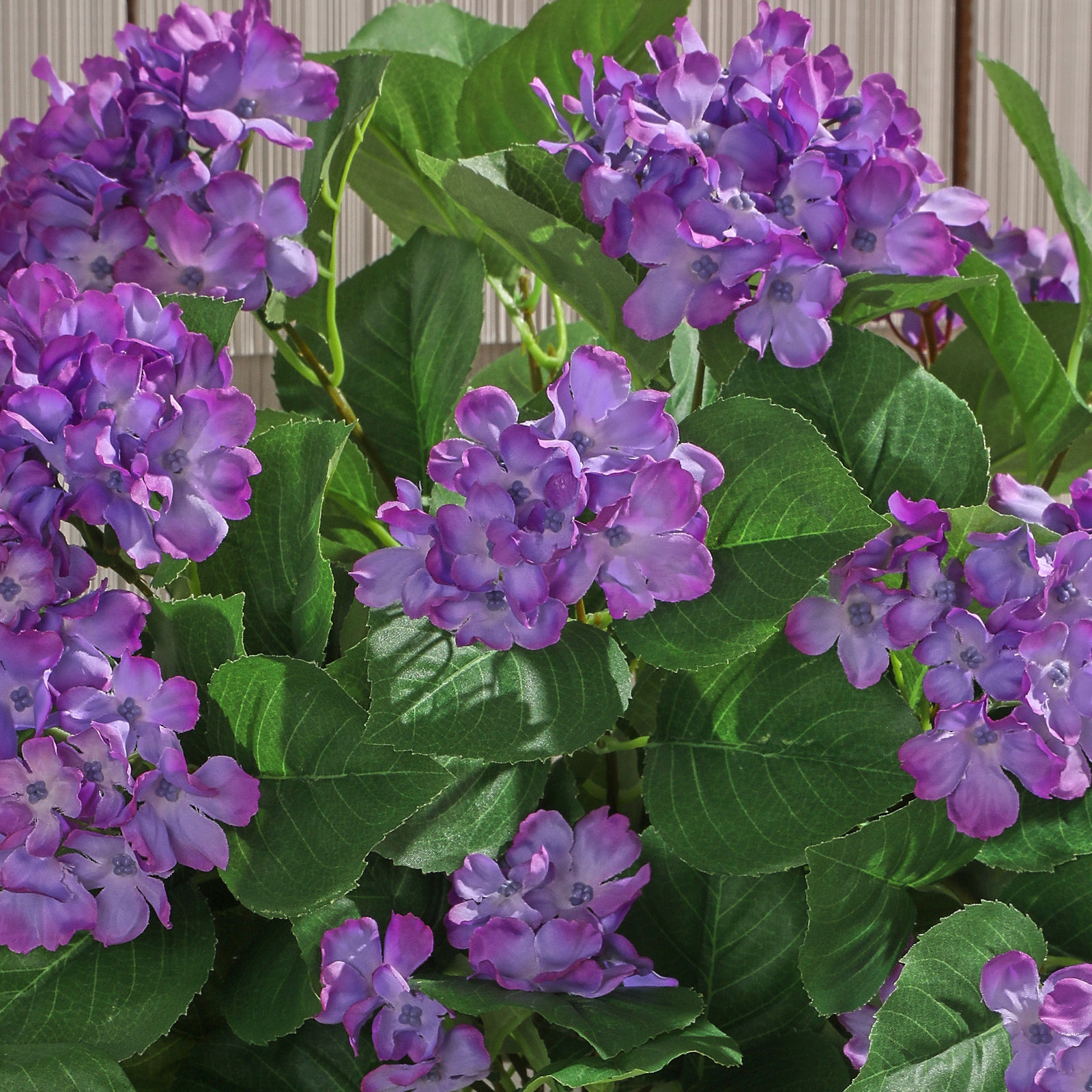 Earle UV Resistant Hydrangea Hanging Plant, Purple