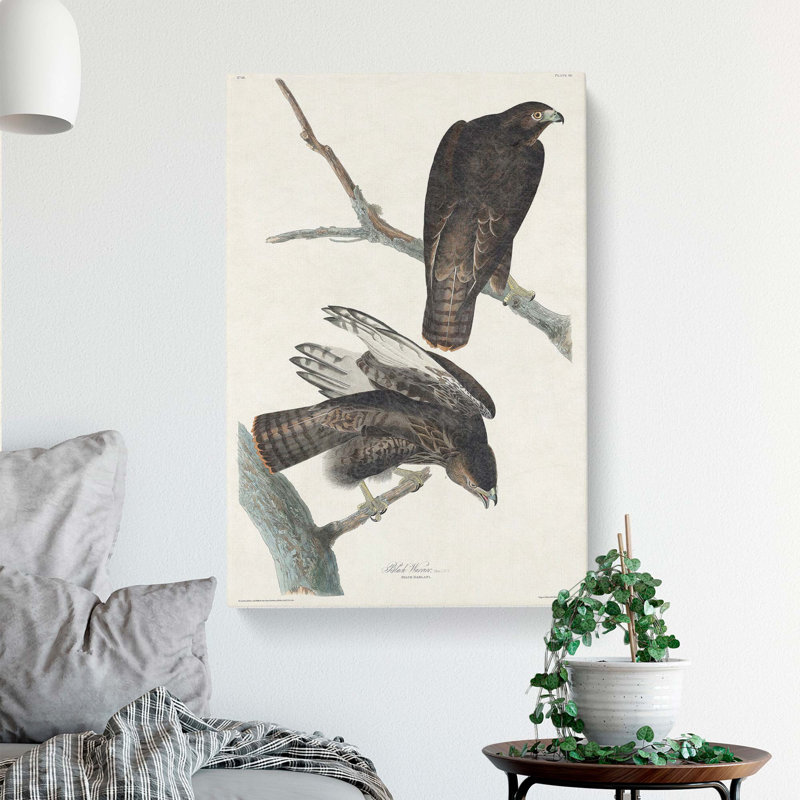 Two Hawks by John Audubon - Wrapped Canvas Painting, 60cm H x 40cm W x 3cm D