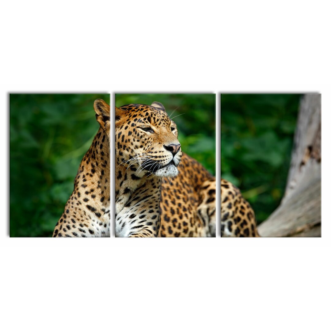 3-tlg. Leinwandbilder-Set Beautiful Leopard in Nature