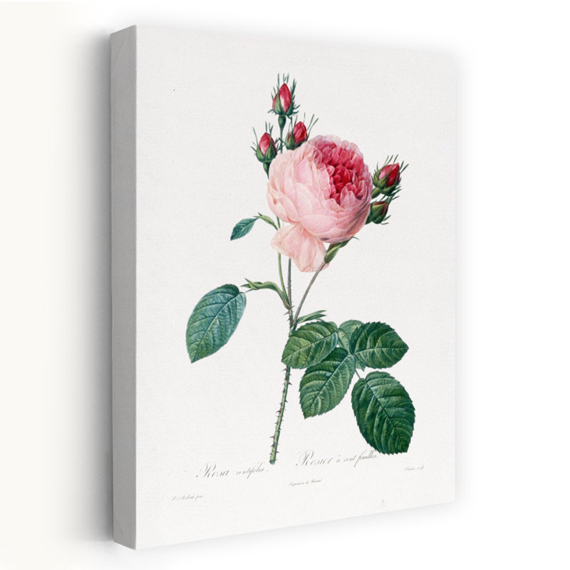 «Rosier A Cent Feuilles», art mural rétro rétro avec paysage floral, H 36 po x l 24 po