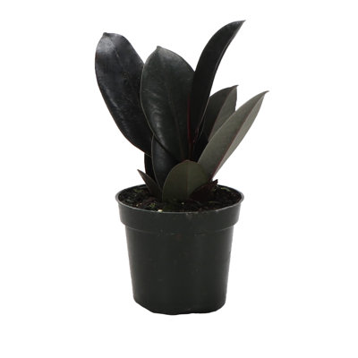 Live Burgundy Rubber Plant